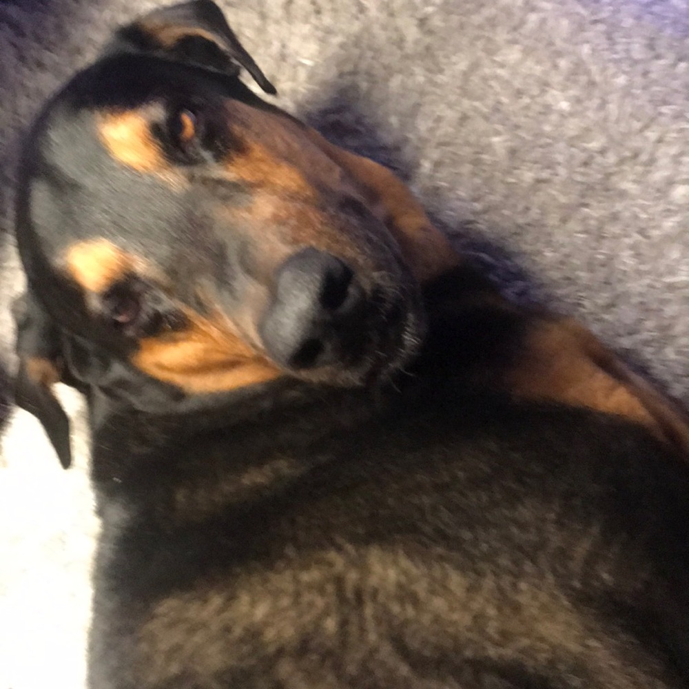 Meet your Posher, William